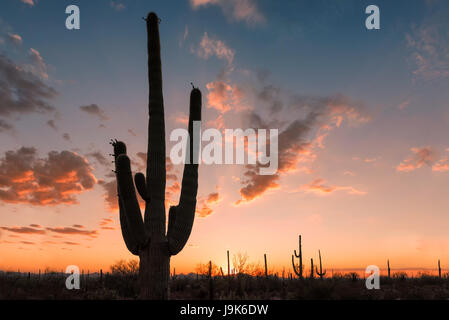 Cactus Saguaro nel deserto Sonoran, Arizona. Foto Stock