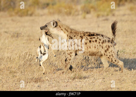 Spotted Hyena (Crocuta crocuta) camminando con Thomson Gazelle (Eudorcas thomsonii) nella sua bocca, Lago Ndutu, Serengeti National Park, Tanzania Foto Stock