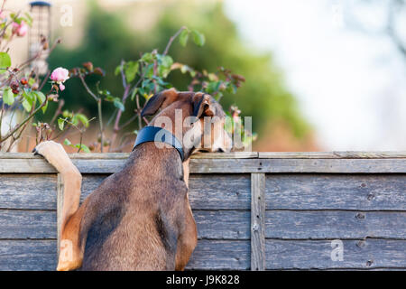 Vicino A Nosey! Un cane di Lurcher che guarda sopra la recinzione nel giardino del vicino Foto Stock