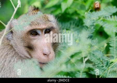 Un adulto solitario Macachi mangiatori di granchi (Macaca fascicularis) o di lunga coda Macaque nascondere in alti cespugli in Thailandia Foto Stock