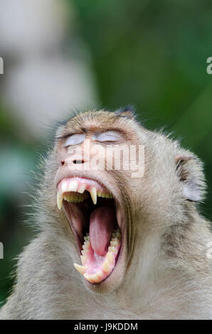 Un ritratto di lone adulto Macachi mangiatori di granchi (Macaca fascicularis) o di lunga coda Macaque sbadigli mostrando i denti taglienti in Thailandia Foto Stock