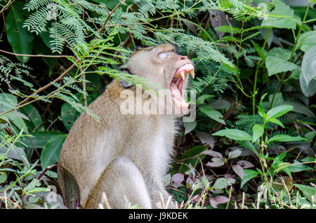 Un ritratto di lone adulto Macachi mangiatori di granchi (Macaca fascicularis) o di lunga coda Macaque sbadigli mostrando i denti taglienti in Thailandia Foto Stock