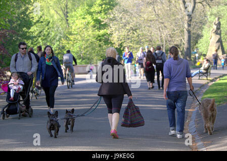 Glasgow Kelvingrove Park scena cane scuotipaglia Foto Stock