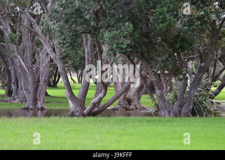 Pohutukawa tronchi di alberi in acqua calma di allagamento del prato nel parco regionale dopo abbondanti piogge. Foto Stock