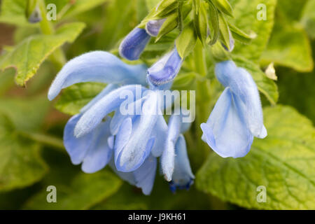 Luce fiori blu di semi-hardy ornamentali, salvia Salvia patens 'Patio blu cielo' Foto Stock