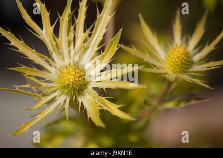 Eryngium Neptunes Oro, fiore giallo Foto Stock