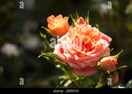 Patio Rose dolce meraviglia, rosa pesca fiore Foto Stock