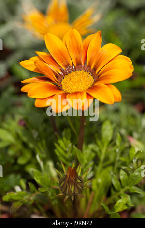 Gazania Gazoo, giallo fiore a margherita Foto Stock