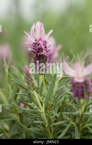 Lavandula Ruffles fragola. Grande fiore rosa Foto Stock