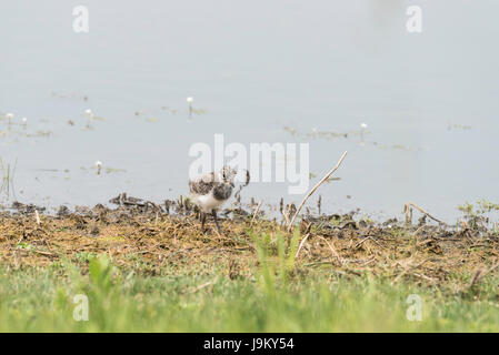 Pavoncella (Vanellus vanellus) chick rovistando dal bordo dell'acqua Foto Stock