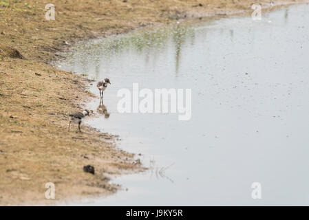 Pavoncella (Vanellus vanellus) pulcini rovistando dal bordo dell'acqua Foto Stock