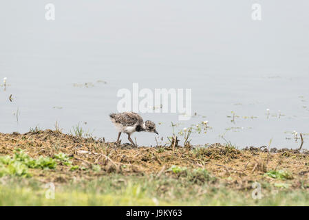 Pavoncella (Vanellus vanellus) chick rovistando dal bordo dell'acqua Foto Stock