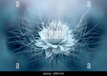 Un Close-up, immagine creativa del bel fiore di primavera - amore-in-un-nebbia noto anche come Nigella damascena. Foto Stock