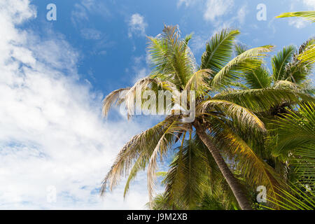 Palme oltre il cielo blu Foto Stock