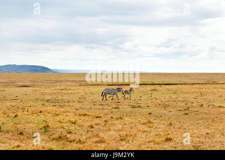 Zebre al pascolo nella savana in africa Foto Stock