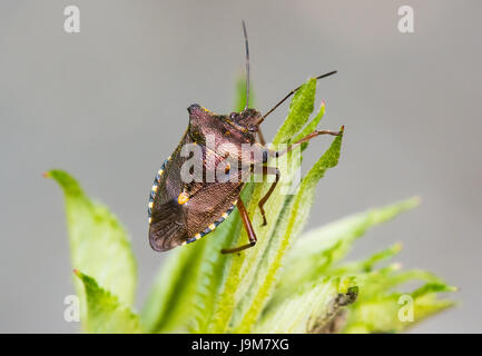 Pentatoma rufipes, rosso-gambe bug di protezione Foto Stock