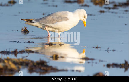 Aringa Gabbiano in piedi su una spiaggia in acqua poco profonda a bassa marea, guardando il proprio riflesso nell'acqua. Foto Stock