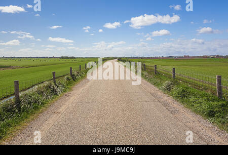 Il cento per cento Olandese, mucche al pascolo accanto alla fioritura di campi di tulipani nei polder. Foto Stock