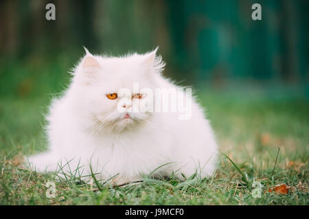 Carino bianco divertente gatto persiano gattino con gli occhi gialli di riposo in erba verde all'aperto in serata d'estate. Foto Stock