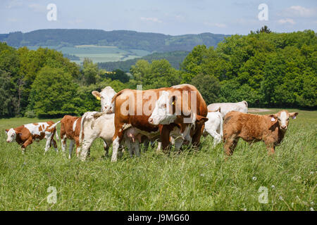 Vacche e vitelli di pascolare su un prato a molla nella giornata di sole Foto Stock