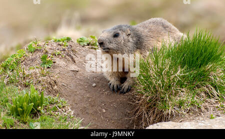 Marmotta Foto Stock