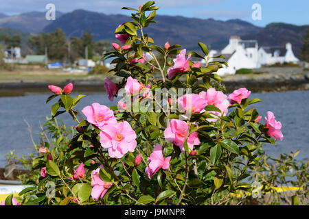 Camellia bush nel pittoresco villaggio di Plockton sul Loch Carron, regione delle Highlands, Scozia Foto Stock