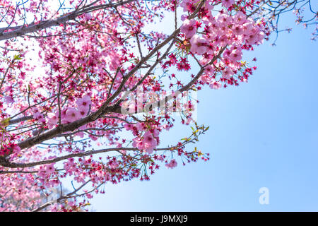 Sakura Hanami stagioni in Giappone Chidorigafuchi Gardens Foto Stock