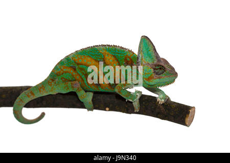 Occhio, organo, rettili, chameleon, strabismo, testa, foraggi, animale, pet, rettile, Foto Stock