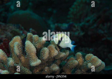 Due-striscia castagnole, Dascyllus reticulatus, nuoto su corallo in Maldive Foto Stock