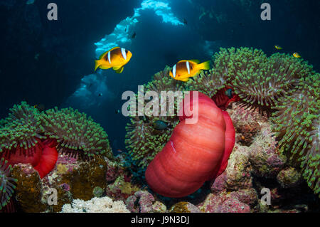 Mar Rosso [anemonefish Amphiprion bicinctus] con magnifica anemone [Heteractis magnifica]. Egitto, Mar Rosso. Foto Stock