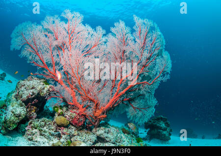 Gorgonia mare fan [Melithaea sp.] Isole Similan, sul Mare delle Andamane, Thailandia. Foto Stock