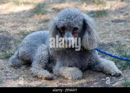 Grigio cane barboncino su una terra in un giardino. Foto Stock