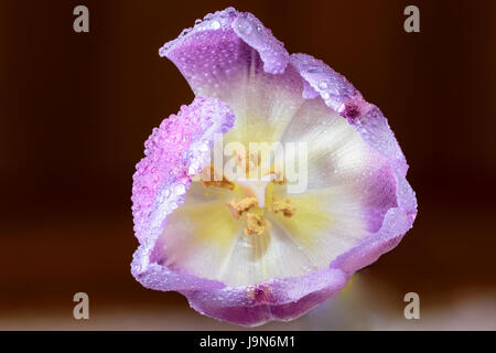 Gocce di acqua su tulip Foto Stock