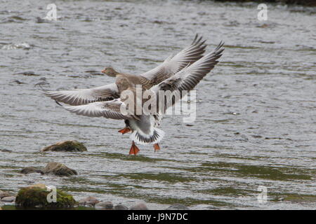 Sincronizzazione perfetta! Flying Graylag oche (Anser anser ) proveniente in terra in tandem sul fiume Helmsdale in Sutherland; Scozia. Regno Unito. Foto Stock