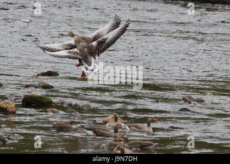 Sincronizzazione perfetta! Flying Graylag oche (Anser anser ) proveniente in terra in tandem sul fiume Helmsdale in Sutherland; Scozia. Regno Unito. Foto Stock