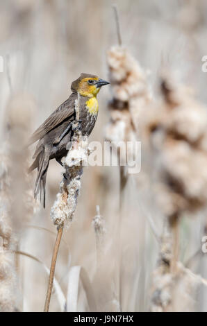 Femmina giallo-guidato blackbird nel tra il cattails Foto Stock