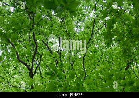 Un giorno nella palude e palude area del parco. Foto Stock