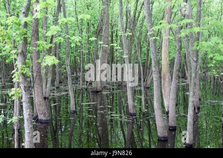 Un giorno nella palude e palude area del parco. Foto Stock