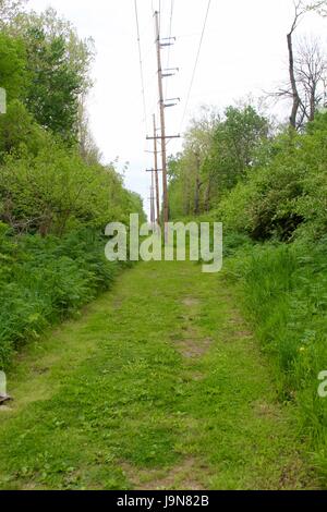 Un giorno nella palude e palude area del parco. Foto Stock