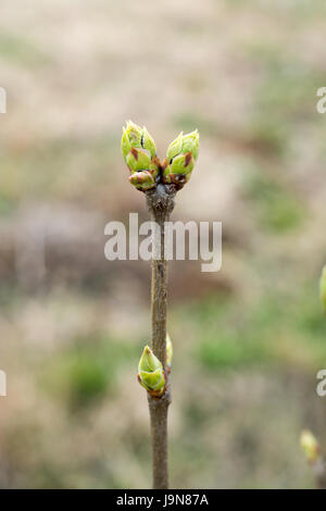 Impianto Chokeberry in primavera con gemme non aperti su rametti. Close up Foto Stock