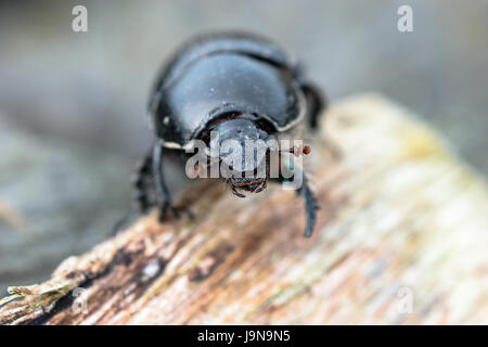 Close-up di Dor Beetle / Dumbledore Dung Beetle Foto Stock