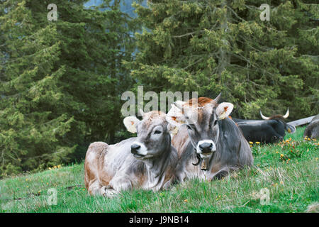 Snapshot "Alpina mucca con vitello" è reso nuvoloso giorno in alta montagna di Merano (Alto Adige). Foto Stock