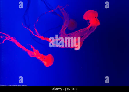 Big jelly fish in fondo blu intenso 3 Foto Stock