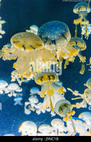 Jelly Fish in fondo blu intenso 2 Foto Stock
