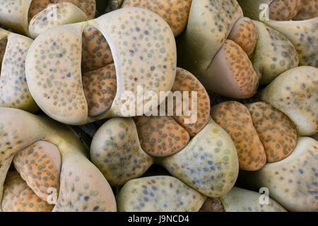 Lithops fulviceps a inizio estate con nuove foglie forzando il loro modo attraverso i vecchi, che sarà eventualmente appassire e cadere. Foto Stock