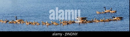 Vista panoramica di tre Canada Goose (Branta canadensis) famiglie nuoto attraverso il lago di Wausau in Wisconsin durante la primavera Foto Stock