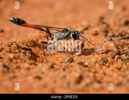 Un Ammophila Wasp nel sud della savana africana Foto Stock