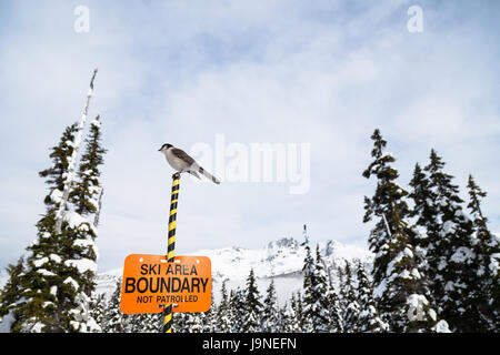 Whisky jack appollaiato sulla cima di un area sciistica segno di confine con blackcomb mountain in background. Foto Stock