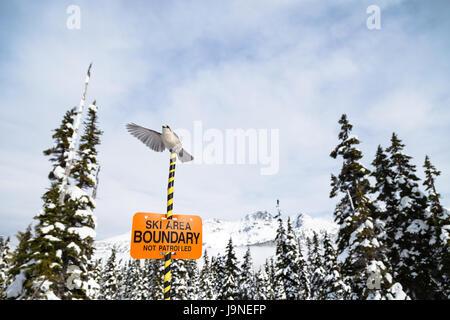 Whisky jack appollaiato sulla cima di un area sciistica segno di confine con blackcomb mountain in background. Foto Stock