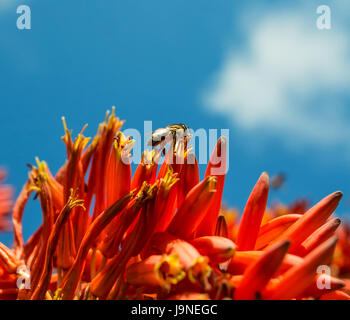 Un capo il miele delle api su un rosso Aloe in Africa australe Foto Stock